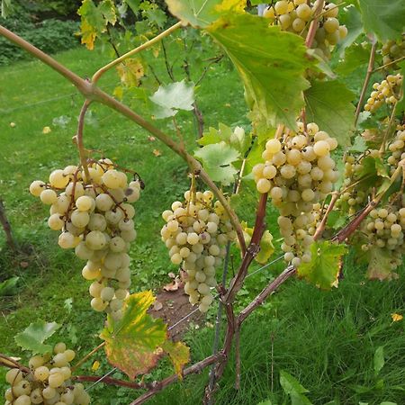 Ferienwohnung Weingut Lahmer August Kretzschau Bagian luar foto