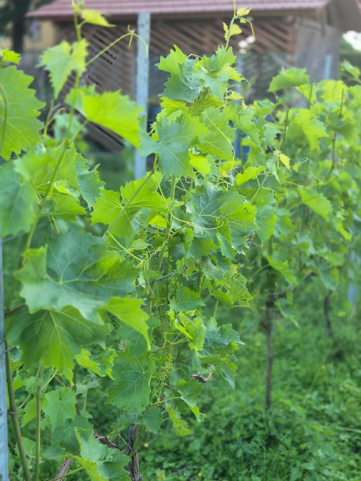Ferienwohnung Weingut Lahmer August Kretzschau Bagian luar foto