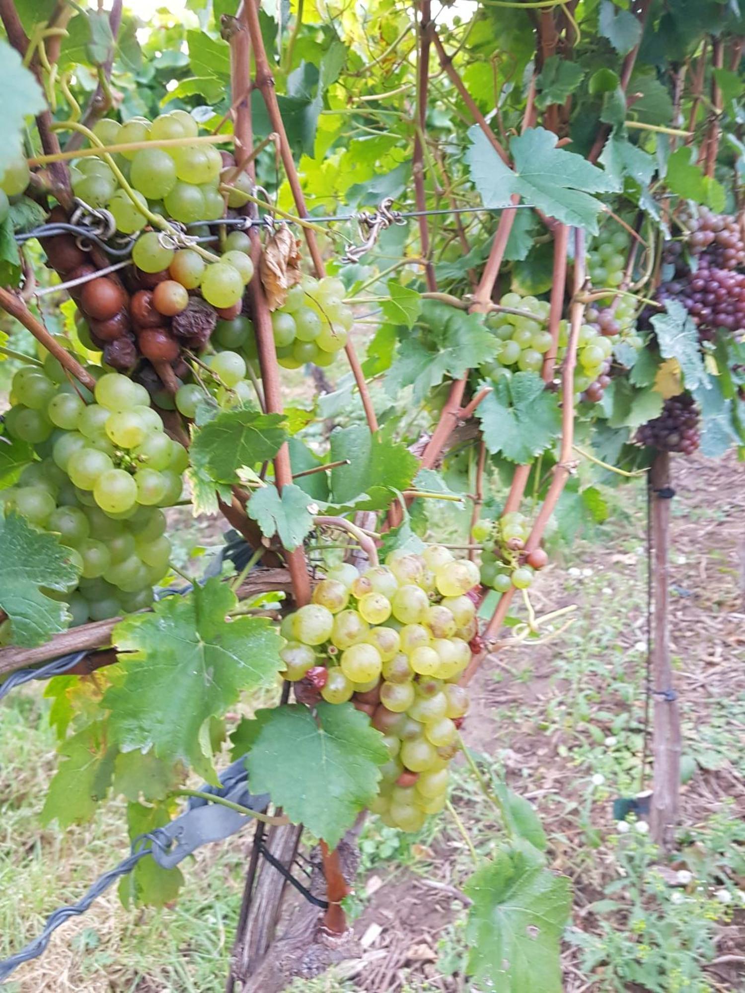 Ferienwohnung Weingut Lahmer August Kretzschau Bagian luar foto