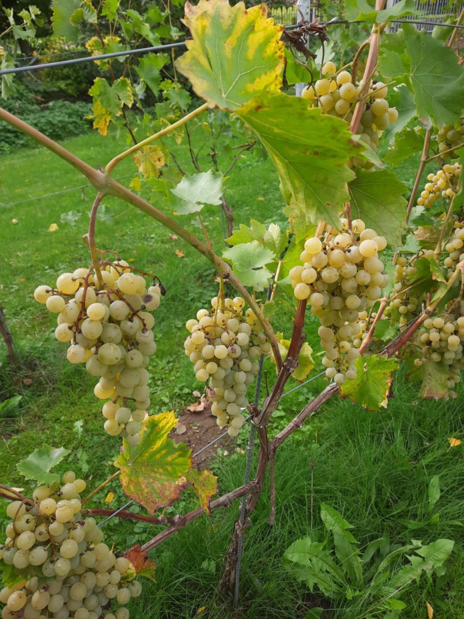 Ferienwohnung Weingut Lahmer August Kretzschau Bagian luar foto